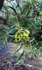 Acacia flocktoniae