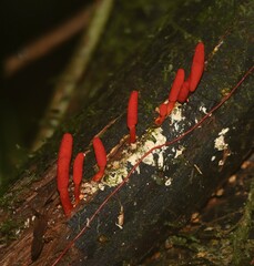 Cordyceps pruinosa