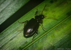 Lorostema bothriophora