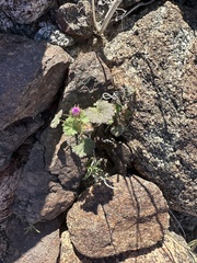 Eremalche rotundifolia