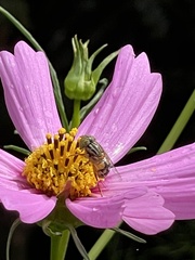 Eristalinus punctulatus