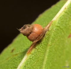 Callirhytis serricornis