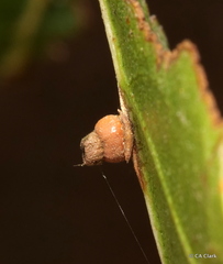 Callirhytis serricornis