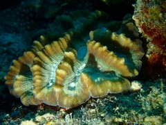Oulophyllia