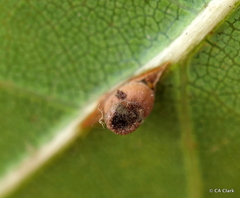 Callirhytis serricornis