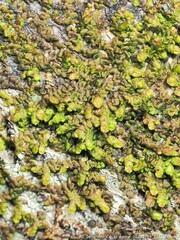 Frullania virginica