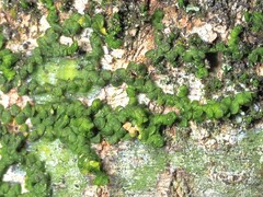 Frullania virginica