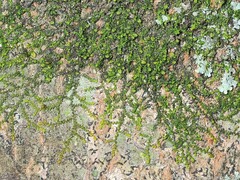 Frullania virginica