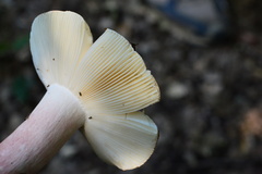 Russula violeipes