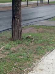 Colaptes melanochloros