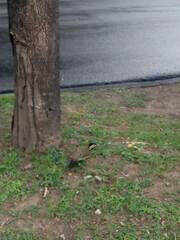 Colaptes melanochloros