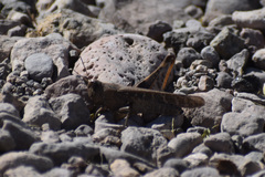 Rhammatocerus viatorius