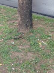 Colaptes melanochloros