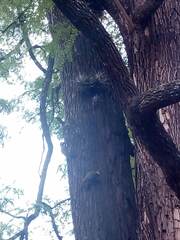 Colaptes melanochloros