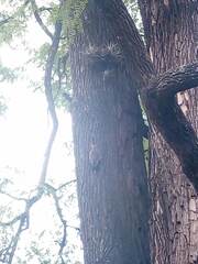 Colaptes melanochloros