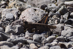 Rhammatocerus viatorius