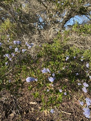 Ceanothus thyrsiflorus