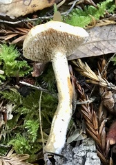 Hydnum oregonense