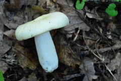 Russula violeipes