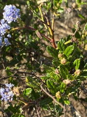 Ceanothus thyrsiflorus