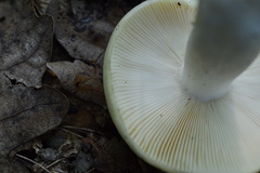 Russula violeipes