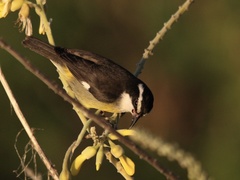 Coereba flaveola caboti