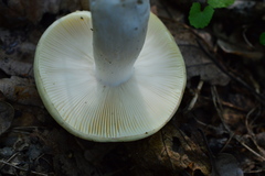 Russula violeipes