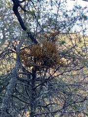 Phoradendron juniperinum