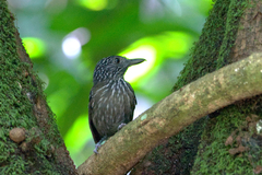 Thamnophilus bridgesi