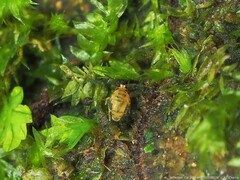 Sminthurinus henshawi