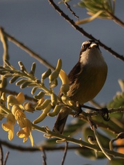 Coereba flaveola caboti