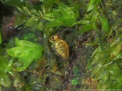 Sminthurinus henshawi