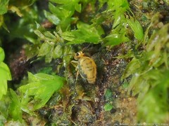 Sminthurinus henshawi