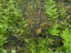 Sminthurinus henshawi