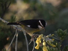Coereba flaveola caboti