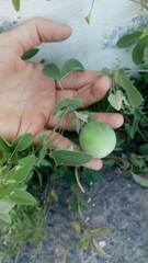 Passiflora tucumanensis