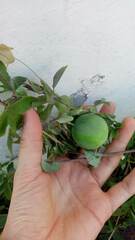 Passiflora tucumanensis