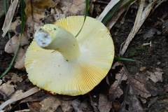Russula aurea
