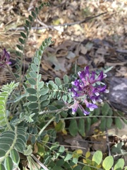 Astragalus mollissimus