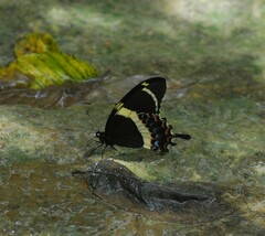Papilio garamas