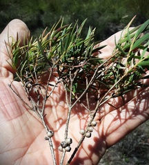 Melaleuca linariifolia