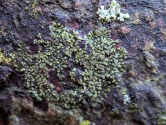 Hyperphyscia adglutinata
