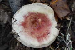 Russula amoenicolor