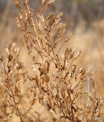 Toxicoscordion fremontii