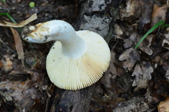 Russula amoenicolor
