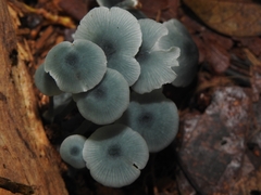 Clitocybula azurea