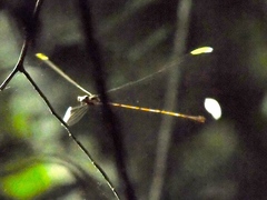 Mecistogaster ornata