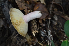 Russula amoenicolor