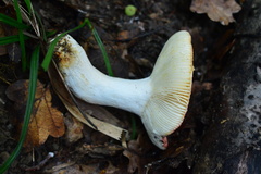 Russula amoenicolor