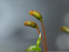 Sciuro-hypnum plumosum